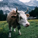 [Ebook] Mathew Overd-Perplexed ( Instant Download )